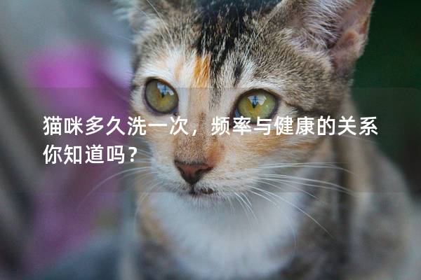 猫咪多久洗一次，频率与健康的关系你知道吗？