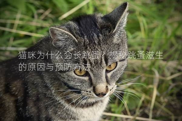 猫咪为什么会长跳蚤？揭秘跳蚤滋生的原因与预防方法