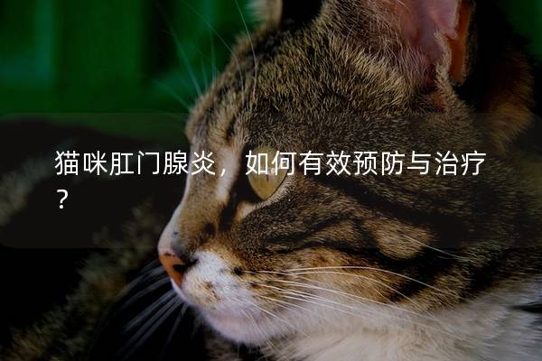 猫咪肛门腺炎，如何有效预防与治疗？