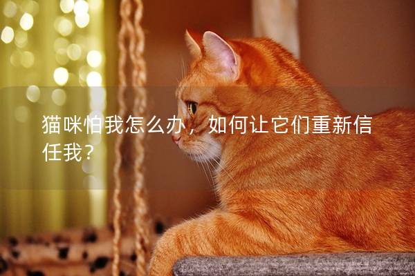 猫咪怕我怎么办，如何让它们重新信任我？