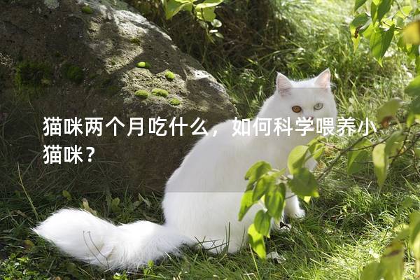 猫咪两个月吃什么，如何科学喂养小猫咪？