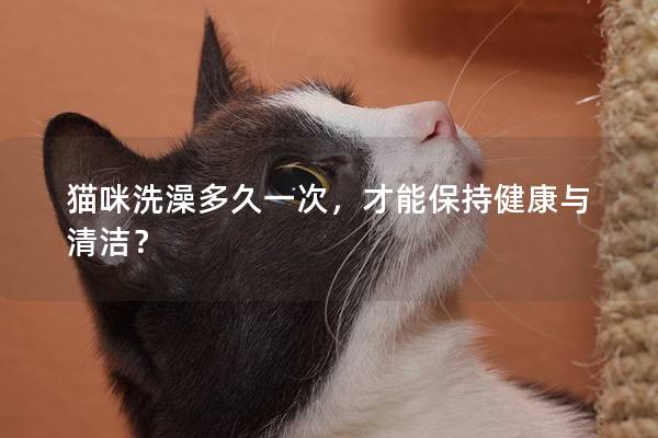 猫咪洗澡多久一次，才能保持健康与清洁？