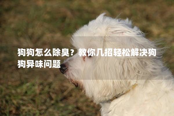 狗狗怎么除臭？教你几招轻松解决狗狗异味问题