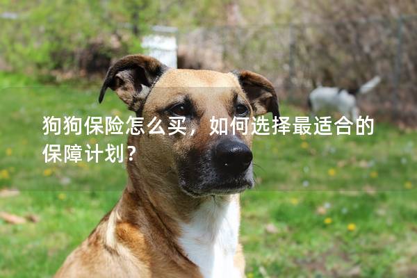 狗狗保险怎么买，如何选择最适合的保障计划？