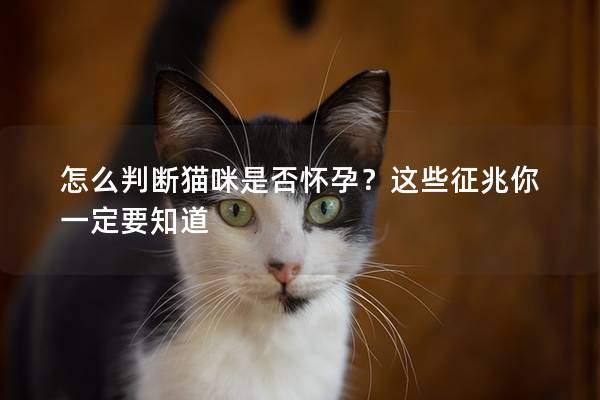 怎么判断猫咪是否怀孕？这些征兆你一定要知道