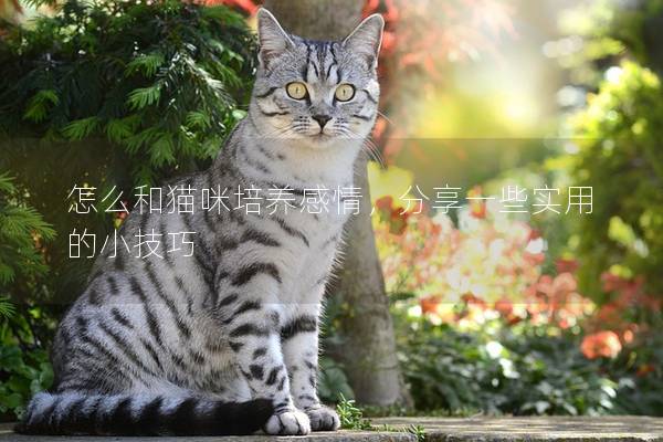 怎么和猫咪培养感情，分享一些实用的小技巧