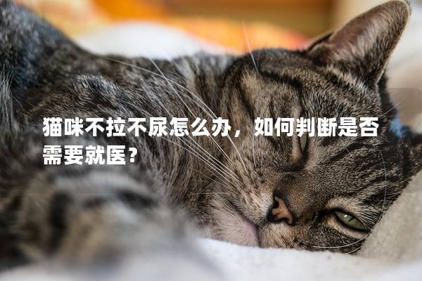 猫咪不拉不尿怎么办，如何判断是否需要就医？