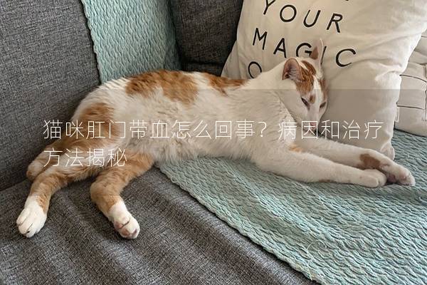 猫咪肛门带血怎么回事？病因和治疗方法揭秘