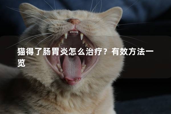 猫得了肠胃炎怎么治疗？有效方法一览