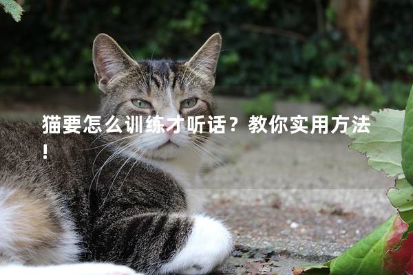 猫要怎么训练才听话？教你实用方法!