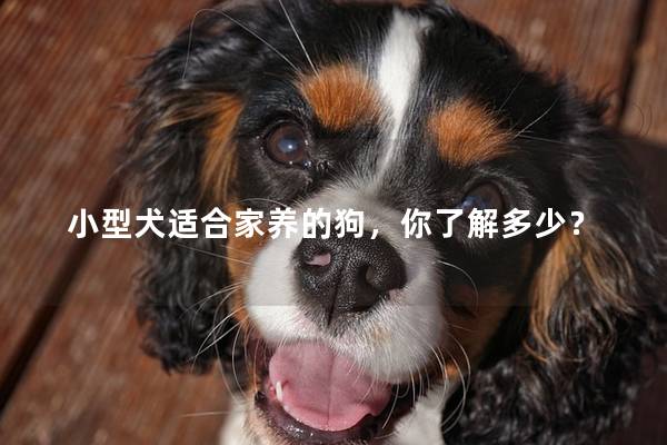 小型犬适合家养的狗，你了解多少？