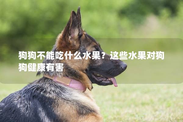 狗狗不能吃什么水果？这些水果对狗狗健康有害