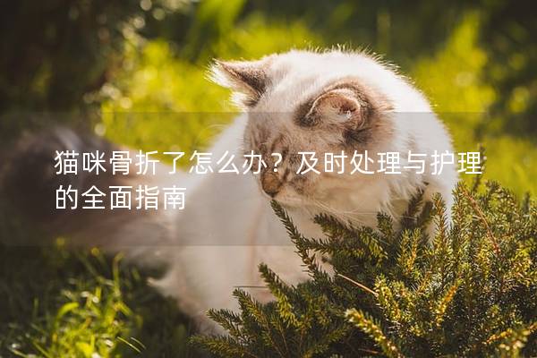 猫咪骨折了怎么办？及时处理与护理的全面指南