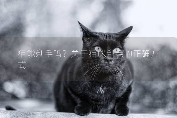 猫能剃毛吗？关于猫咪剃毛的正确方式