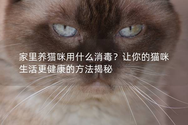 家里养猫咪用什么消毒？让你的猫咪生活更健康的方法揭秘