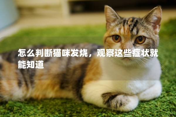 怎么判断猫咪发烧，观察这些症状就能知道