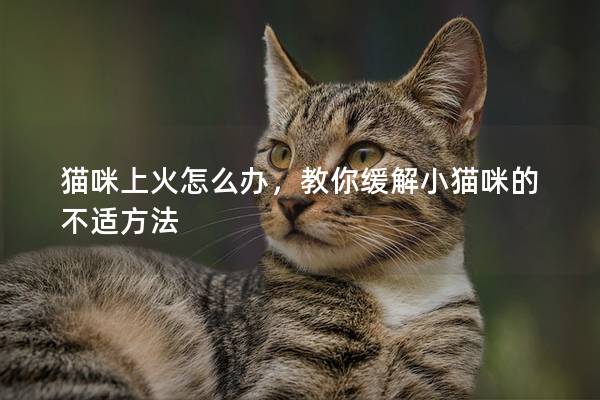 猫咪上火怎么办，教你缓解小猫咪的不适方法