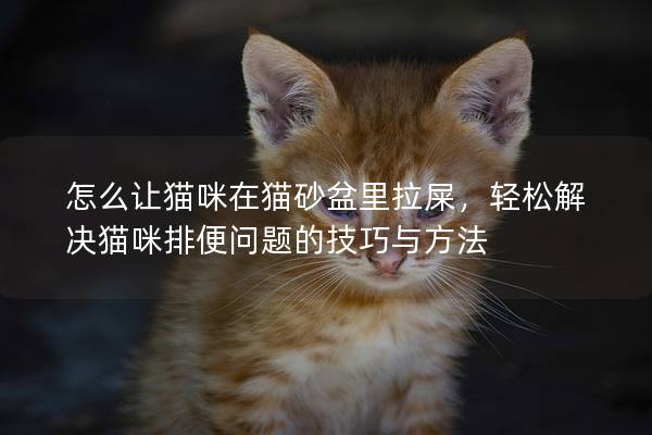 怎么让猫咪在猫砂盆里拉屎，轻松解决猫咪排便问题的技巧与方法