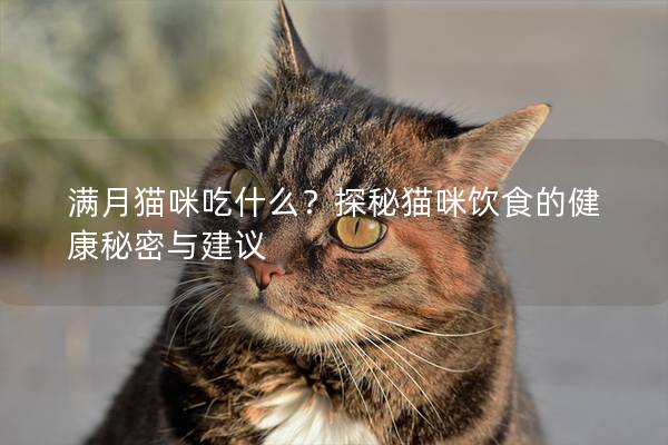 满月猫咪吃什么？探秘猫咪饮食的健康秘密与建议