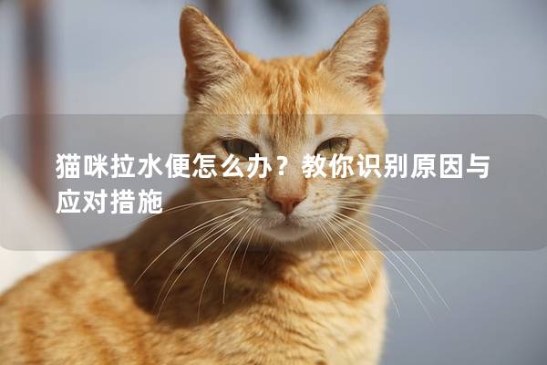 猫咪拉水便怎么办？教你识别原因与应对措施