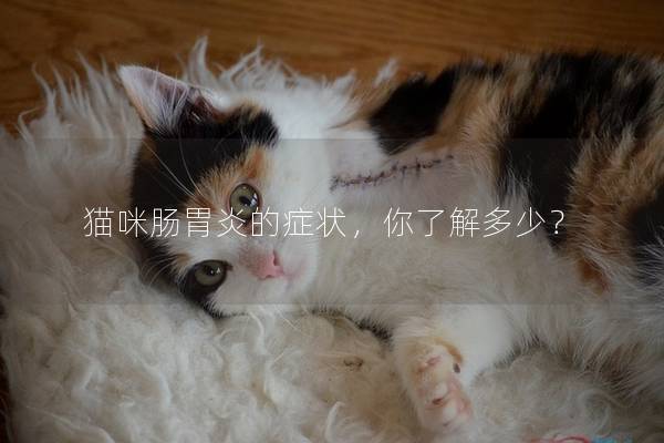 猫咪肠胃炎的症状，你了解多少？