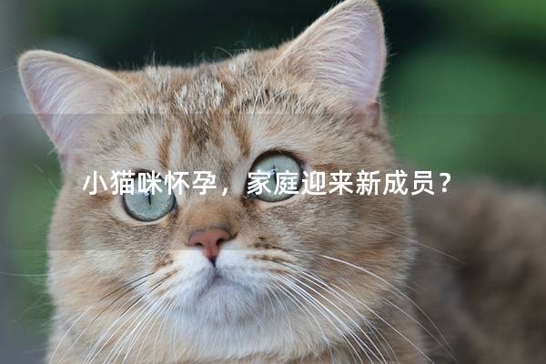 小猫咪怀孕，家庭迎来新成员？