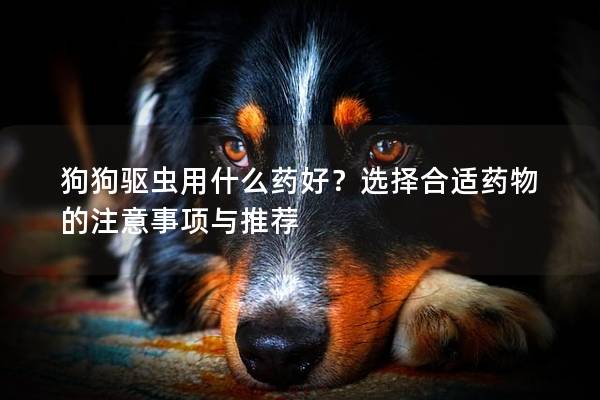 狗狗驱虫用什么药好？选择合适药物的注意事项与推荐