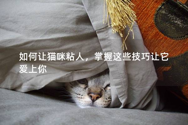 如何让猫咪粘人，掌握这些技巧让它爱上你