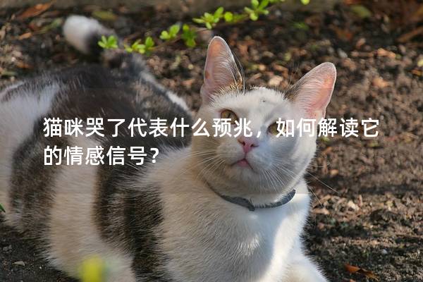 猫咪哭了代表什么预兆，如何解读它的情感信号？