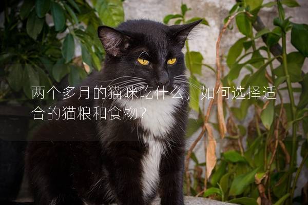 两个多月的猫咪吃什么，如何选择适合的猫粮和食物？