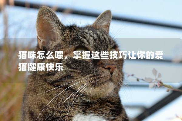 猫咪怎么喂，掌握这些技巧让你的爱猫健康快乐