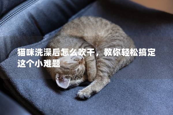 猫咪洗澡后怎么吹干，教你轻松搞定这个小难题