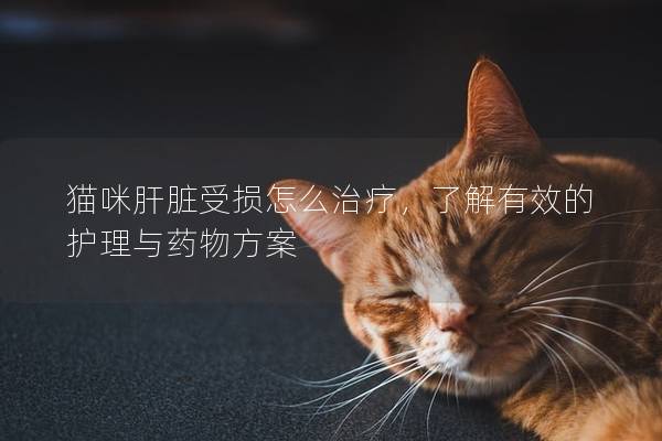 猫咪肝脏受损怎么治疗，了解有效的护理与药物方案