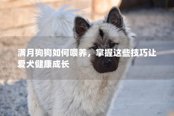 满月狗狗如何喂养，掌握这些技巧让爱犬健康成长