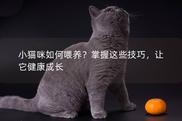 小猫咪如何喂养？掌握这些技巧，让它健康成长