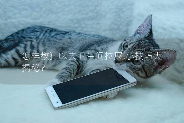 怎样教猫咪去卫生间拉屎,小技巧大揭秘？