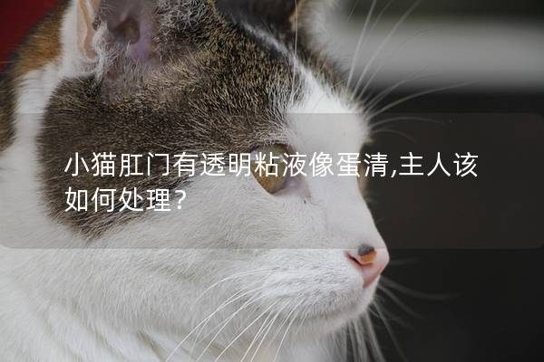 小猫肛门有透明粘液像蛋清,主人该如何处理？