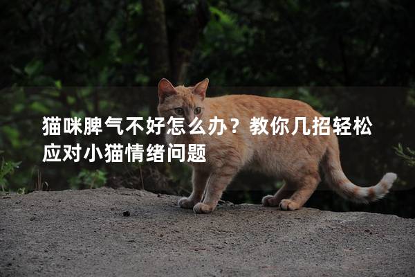 猫咪脾气不好怎么办？教你几招轻松应对小猫情绪问题