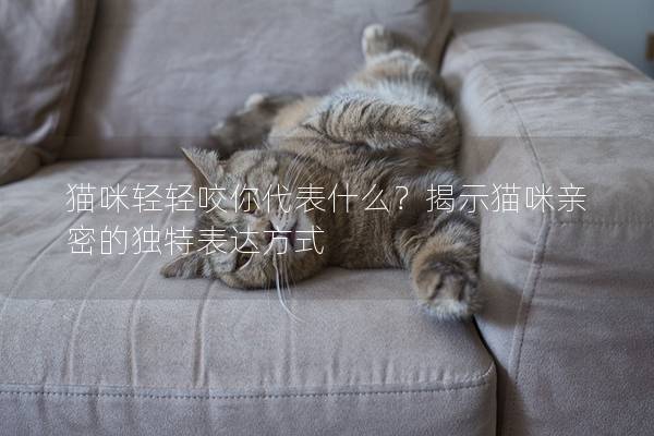 猫咪轻轻咬你代表什么？揭示猫咪亲密的独特表达方式