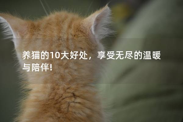 养猫的10大好处，享受无尽的温暖与陪伴!