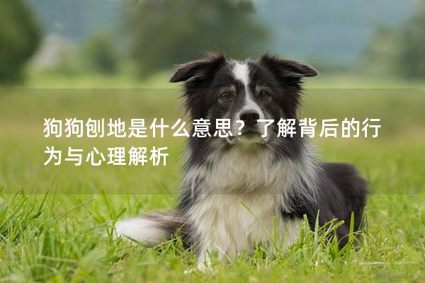 狗狗刨地是什么意思？了解背后的行为与心理解析