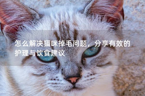 怎么解决猫咪掉毛问题，分享有效的护理与饮食建议