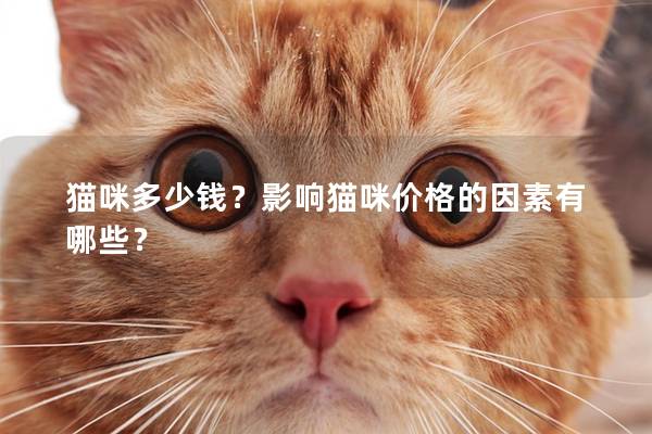 猫咪多少钱？影响猫咪价格的因素有哪些？