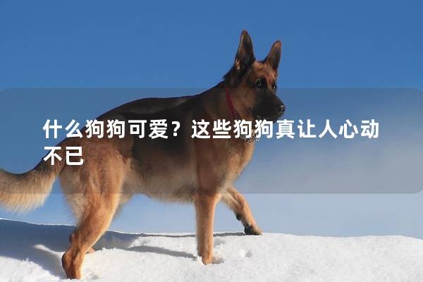 什么狗狗可爱？这些狗狗真让人心动不已