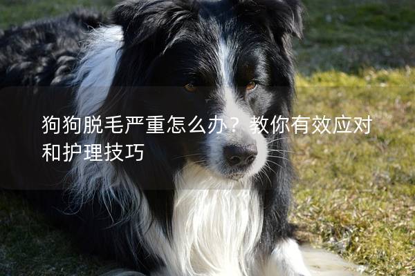 狗狗脱毛严重怎么办？教你有效应对和护理技巧