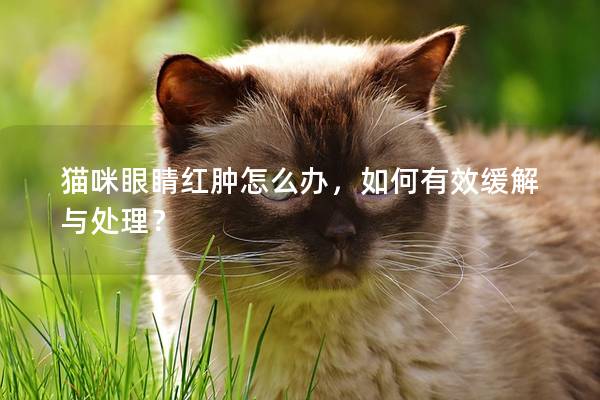 猫咪眼睛红肿怎么办，如何有效缓解与处理？