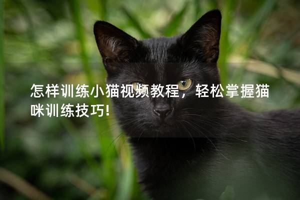 怎样训练小猫视频教程，轻松掌握猫咪训练技巧!