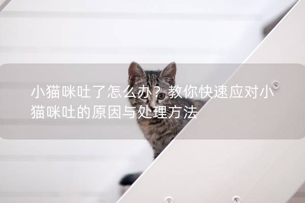 小猫咪吐了怎么办？教你快速应对小猫咪吐的原因与处理方法