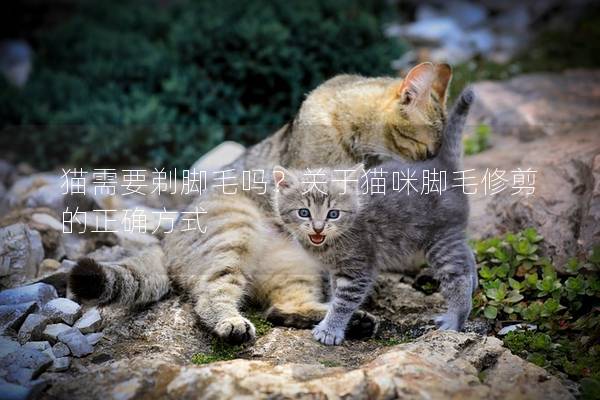 猫需要剃脚毛吗？关于猫咪脚毛修剪的正确方式