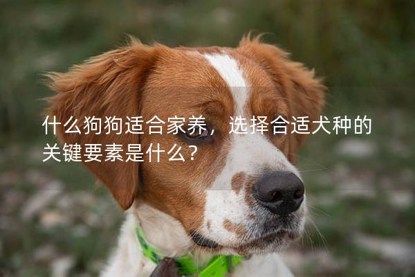 什么狗狗适合家养，选择合适犬种的关键要素是什么？